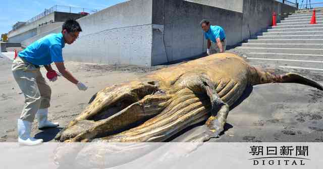 神奈川にクジラの死体が続々　あふれる危険、人間も原因：朝日新聞デジタル