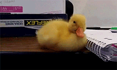 疲れちゃった動物たち