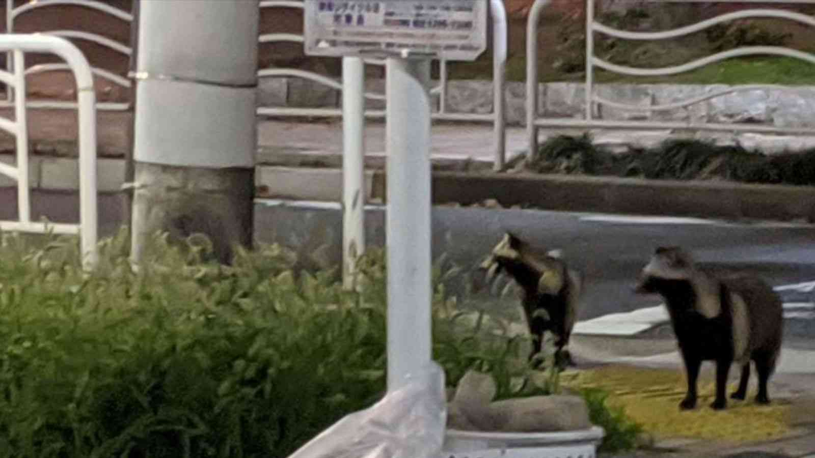 東京の街中で タヌキ目撃 が激増している謎 ガールズちゃんねる Girls Channel