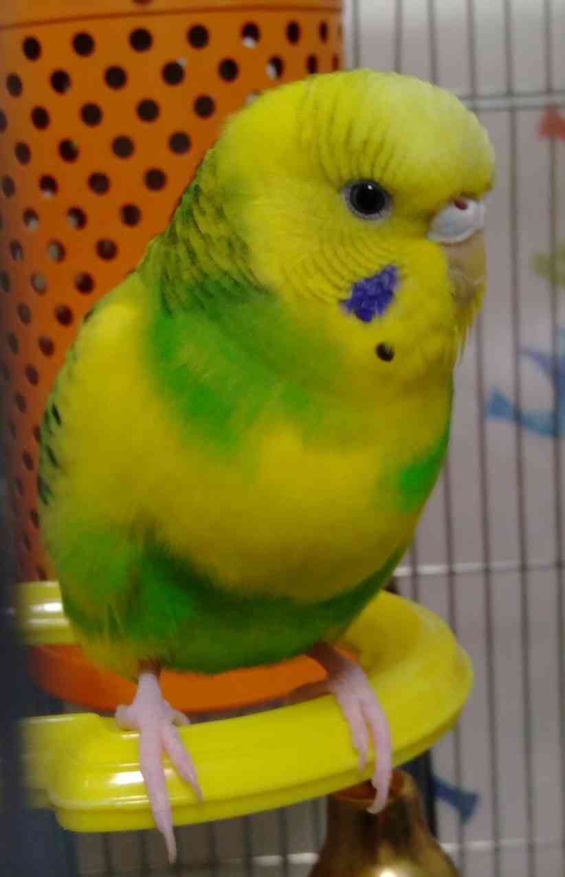 年末だしそろそろインコの可愛さについて語ろう3