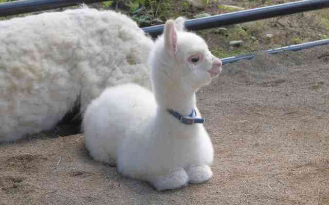 世界の素敵な民族衣装を貼るトピ