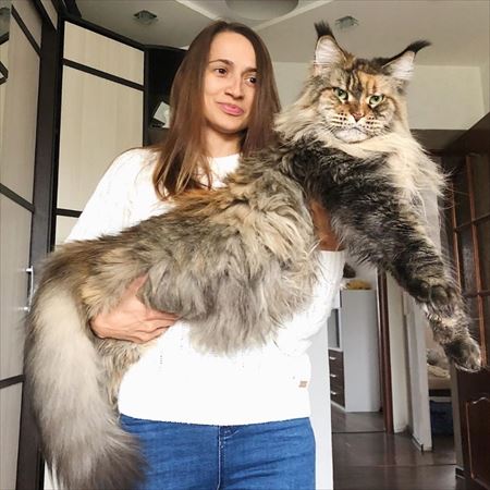 大きい猫が好き