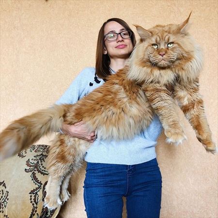 大きい猫が好き