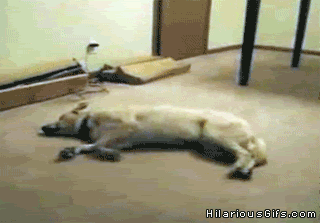 疲れちゃった動物たち