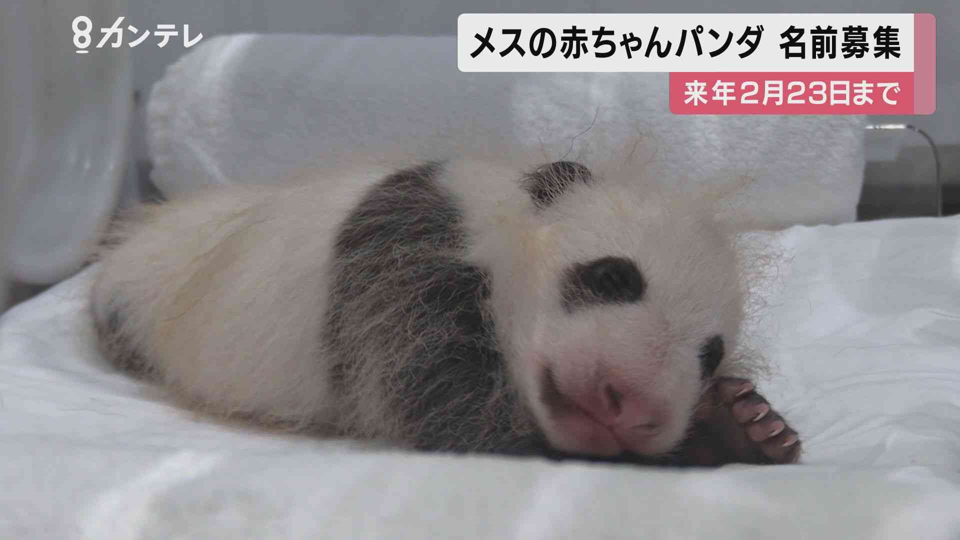 赤ちゃんパンダの”名前”を募集！　「幸せに育つよう素敵な名前を…」 | 関西のニュース | ニュース | 関西テレビ放送 カンテレ