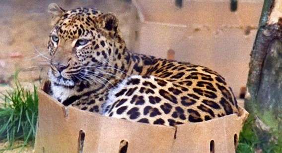 トラだってライオンだって・・・基本的には家猫が大きくなっただけじゃね？と感じる画像 : カラパイア