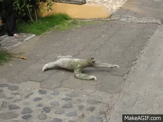 疲れちゃった動物たち