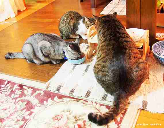 大きい猫が好き