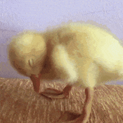 疲れちゃった動物たち