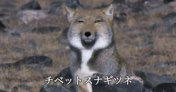 ガルちゃんしりとり