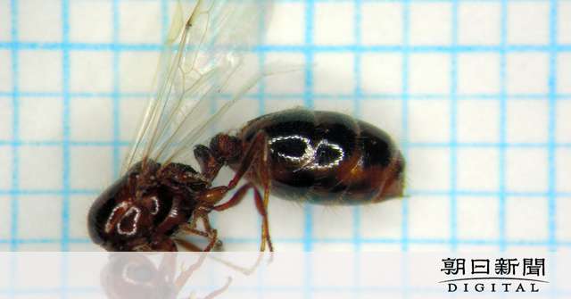 ヒアリ 名古屋港で女王数十匹 フェーズが変わった ガールズちゃんねる Girls Channel