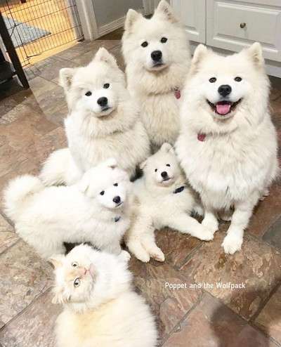 真っ白もふもふなサモエドとネコのきょうだいがかわいい 仲良しな姿にほっこり癒やされる ガールズちゃんねる Girls Channel