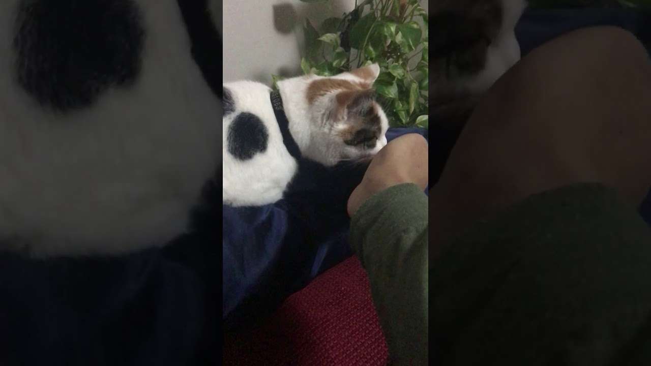猫ににぎりっ屁かがせてみました - YouTube