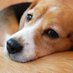 アクア二トン⭐︎わんわん on Twitter: 