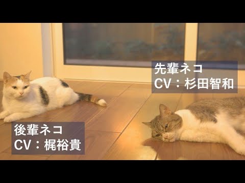 声優・杉田智和＆梶裕貴が猫にアテレコ　ゆるい会話が楽しい「アテネコ動画」公開　パナソニックホームズ「#アテネコ動画」第1弾＆第2弾 - YouTube