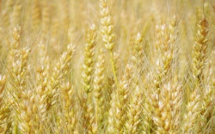 グルテンフリーの効果とは？ 肌や心にも影響する？ やり方やおすすめの食品もご紹介！ | Oggi.jp