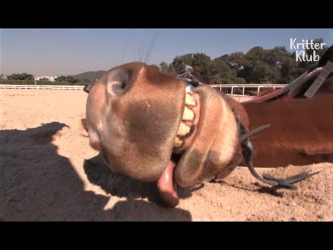 Lazy A** Horse Plays Dead Every Time You Ride | Kritter Klub - YouTube