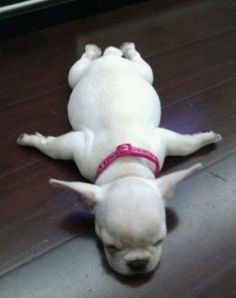 疲れちゃった動物たち
