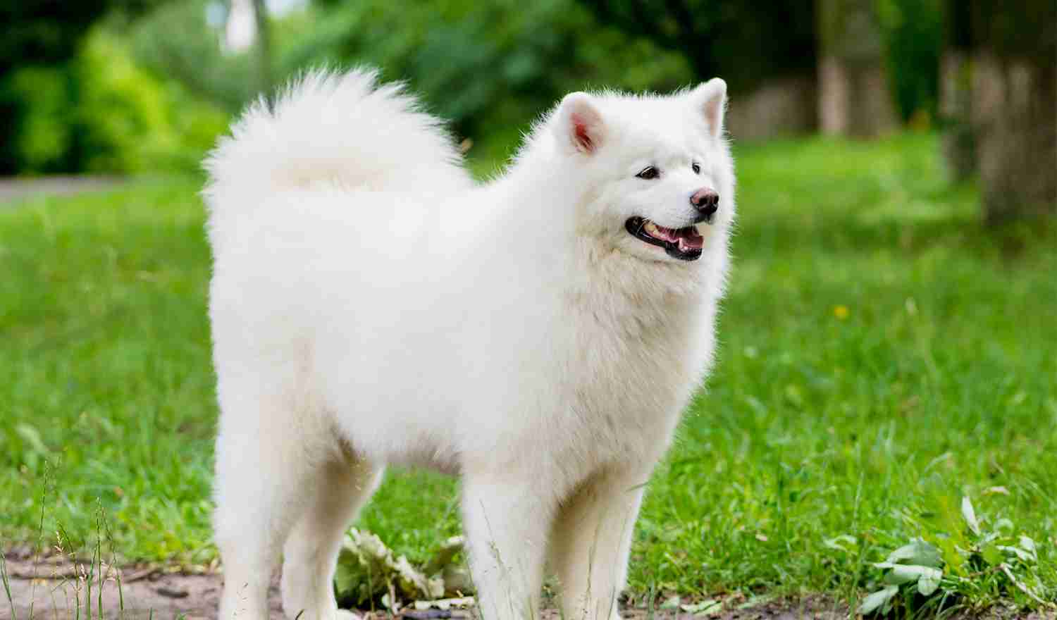 犬種を書いたらみんながどんな性格なのか書いてくれるトピ