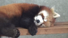 疲れちゃった動物たち