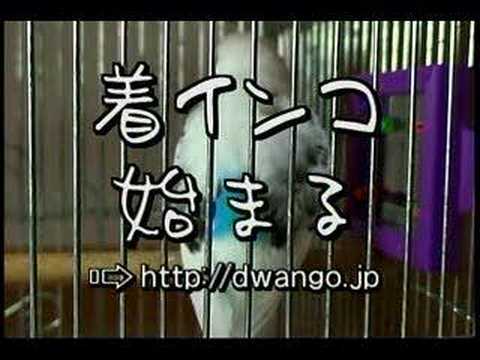 Talking bird  鳥臭い & モモ太郎 - YouTube