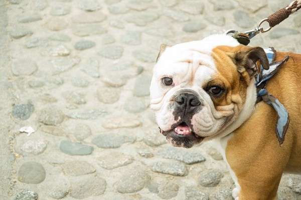愛犬が人を噛んだ時の保健所の対応と殺処分の可能性