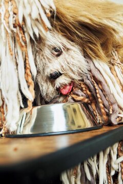 ロバート秋山竜次、ついに人間を辞める　まさかの姿に「爆笑した」「その発想はなかった」