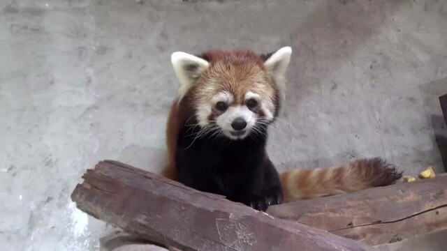 大阪から渡った2頭のレッサーパンダ、南米チリの動物園で人気（ロイター） - Yahoo!ニュース