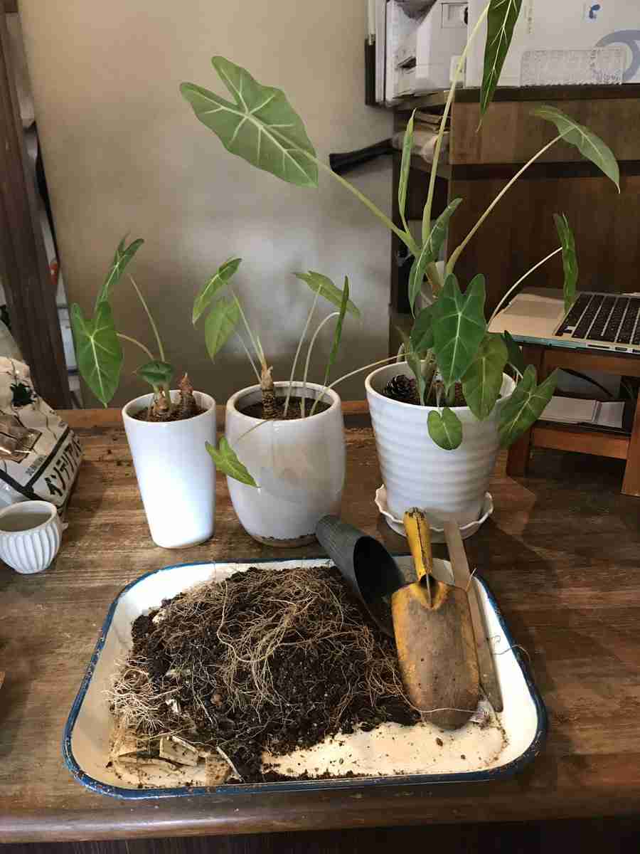 ”イケおじ”眞島秀和 「かわいい私生活」こそ真の素顔だった
