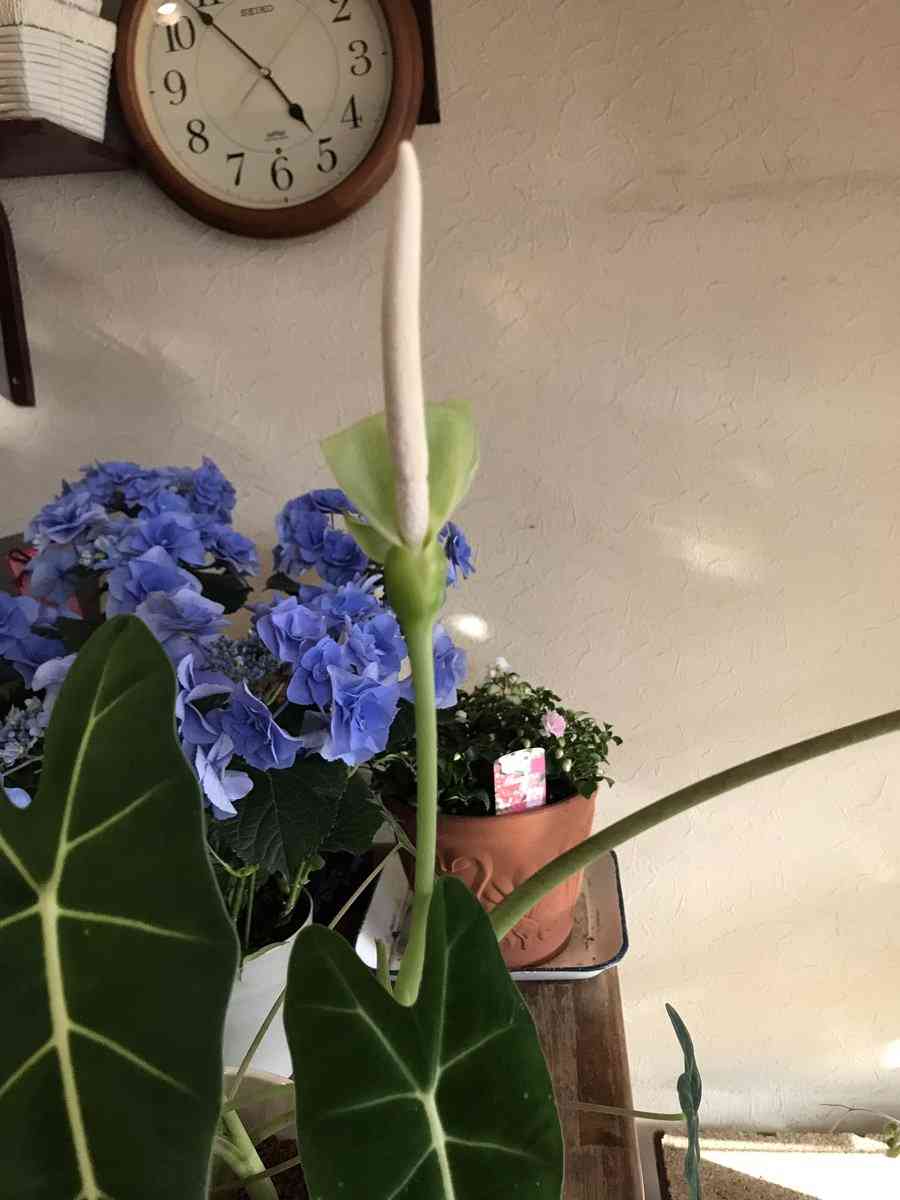 ”イケおじ”眞島秀和 「かわいい私生活」こそ真の素顔だった