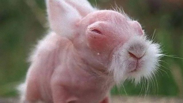 おじいちゃん顔とおばあちゃん顔が集まるトピ。
