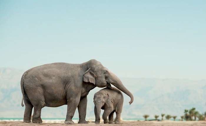 動物たちに感覚や感情はあるの？ 「Animal sentience」をめぐる議論 - 動物を知り、動物を愛す