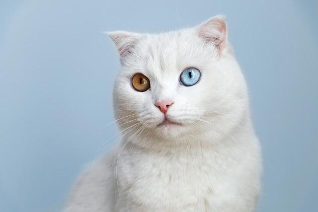 オッドアイの画像が見たい