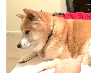 それって嘘?本当? 宿題をしなかった生徒たちのおもしろ言い訳 9連発