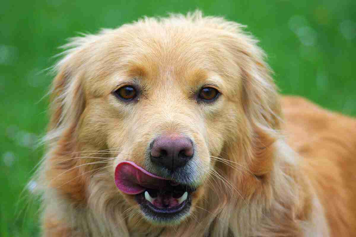犬って肉食？それとも雑食？│ ブッチ・ジャパン公式通販サイト