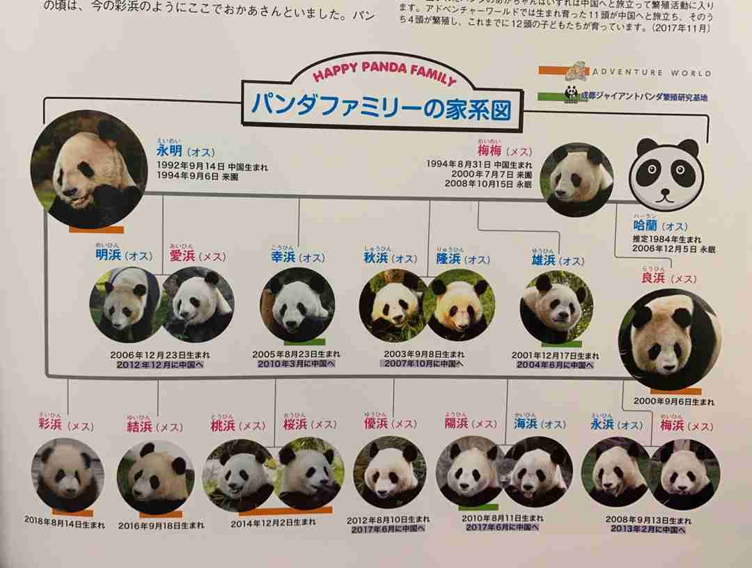 赤ちゃんパンダの”名前”を募集！　「幸せに育つよう素敵な名前を…」