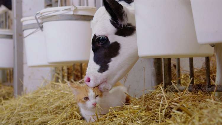 猫と子牛の触れ合いに中村倫也がフフッ、「岩合光昭の世界ネコ歩き」新映像 - 映画ナタリー