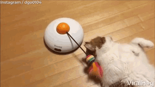 疲れちゃった動物たち