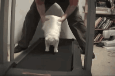 疲れちゃった動物たち