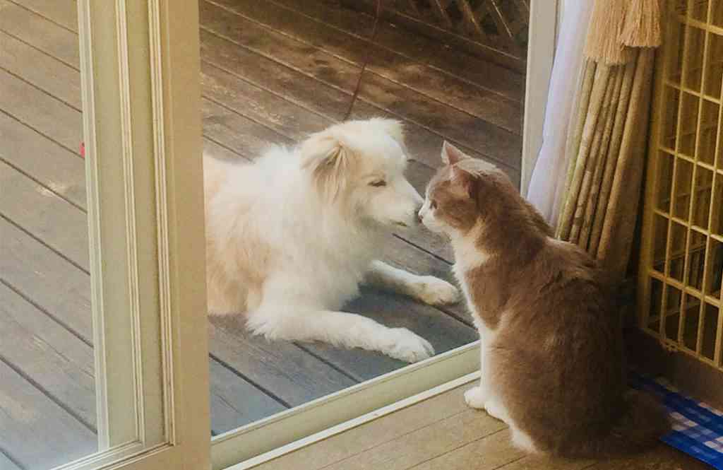 【住み家と風水：第25回】出世を考えるなら犬!?「気の流れとペット」の話 | re:sumica