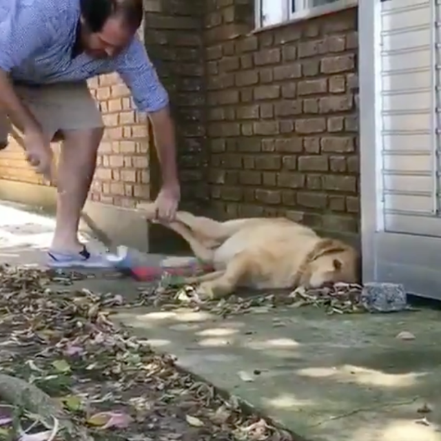 疲れちゃった動物たち