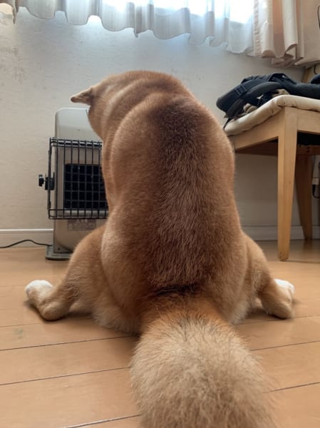 大好きなストーブが解禁された犬 背中からあふれ出る至福のひと時感 ガールズちゃんねる Girls Channel