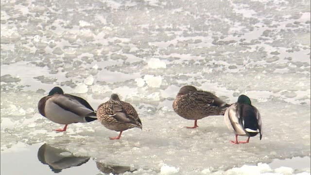 宍道湖も凍り付く大寒波が再来か【鳥取島根】（TSKさんいん中央テレビ） - Yahoo!ニュース