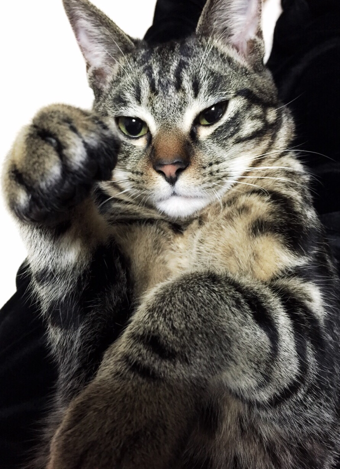 キジトラ好きの人〜！！