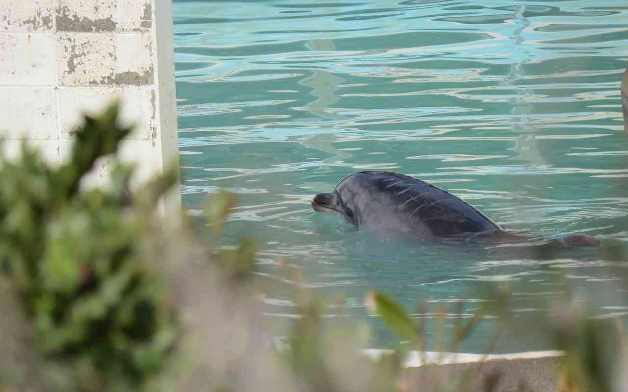 ネグレクトされ続けたハニー死亡：この悲劇を生み出したのは水族館にカネを払う人々 - アニマルライツセンター