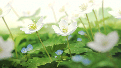 春っぽい画像を貼って春を待つ