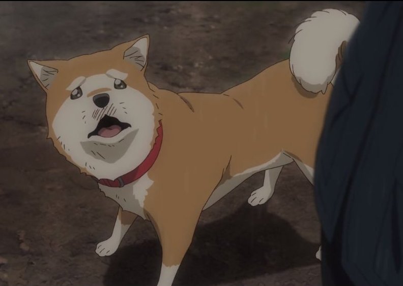 人気犬種ランキングは「トイ・プー」が12年連続の1位　「チワワ」「MIX犬」「柴犬」「ポメ」も不動の人気