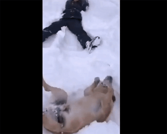 【犬】冬の散歩が地味に辛い