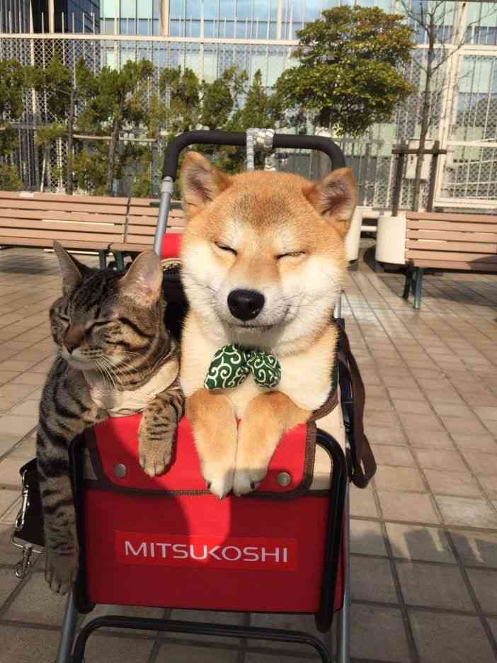 一番かわいい画像を貼った人が優勝