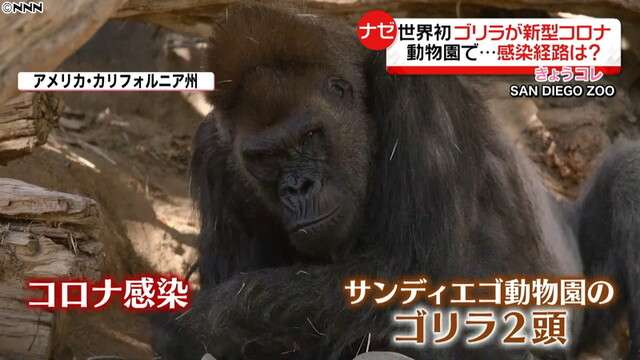 咳に鼻づまり…ゴリラがコロナ感染、経路は（日本テレビ系（NNN）） - Yahoo!ニュース